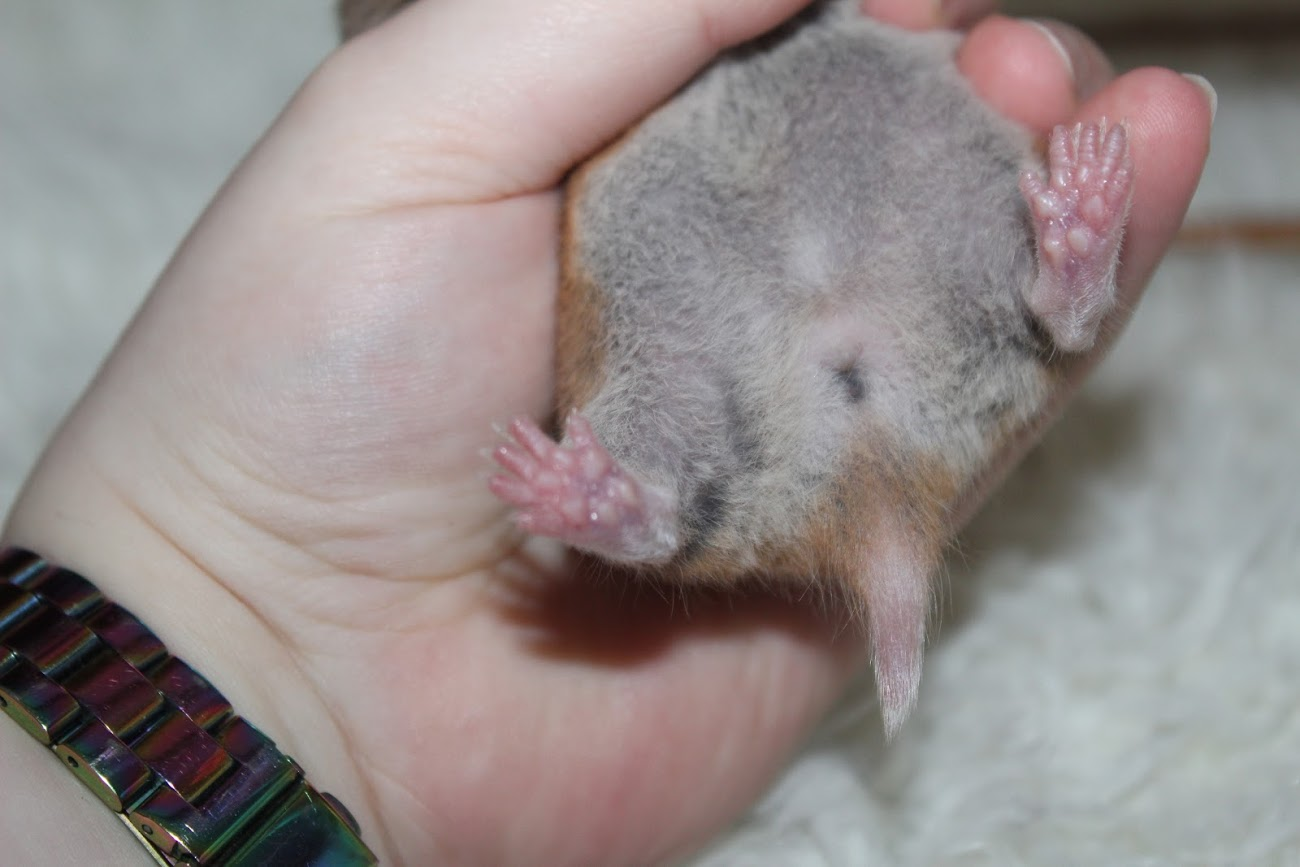 Syrian Hamster Care - Reptile Cymru