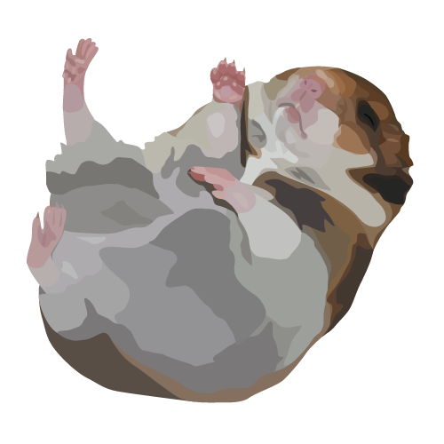 Syrian Hamster Care - Reptile Cymru